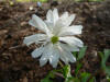 Anemone nemorosa